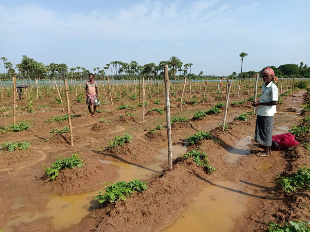 Farmers in Odisha - Jindal Stainless